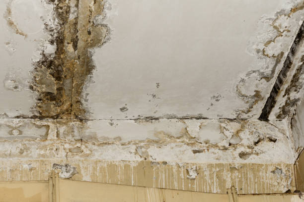 Why You Should Choose Our Mold Remediation Services in Flagler Beach, FL